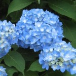 hydrangea